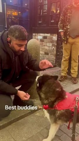 @Malones Glasgow #glasgowhuskylucian #foryou #husky #dogsoftiktok #friends 