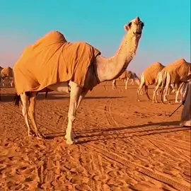 من نوادّر مصـيحات ، لـ الموسى .. #الموسى #فرديات #مصيحات #الصياهد #fyp 