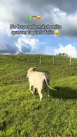 #paratii #ganado #campo #felicidad #libertad 