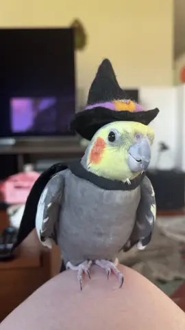 Happy Halloween #birb #cockatiel #cockatielsoftiktok #birds 