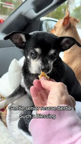 #chihuahua #berta #seniordog 