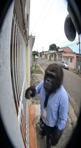 Quero ver pular em mim agora KKKKKK #sora2 #viral #goriladalei #ia #fyp 