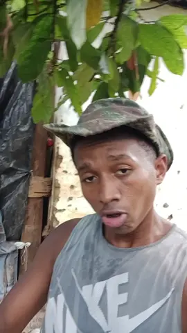 tirando mel de cacau na prensa #vidanaroça #cacau #chocolate 