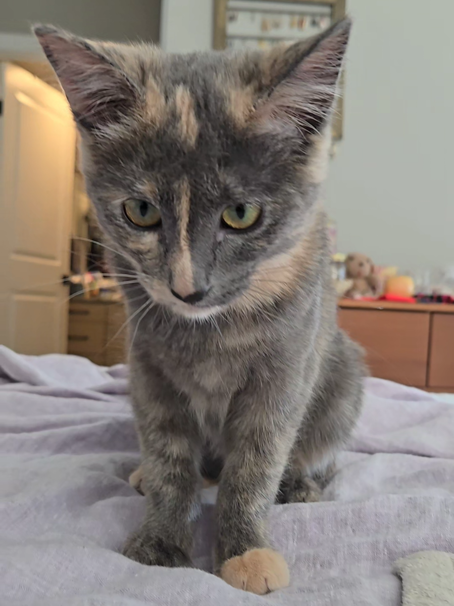 NEW KITTEN ALERT. THE BLACK CAT HAS A BABY SISTER NOW @mallgothmikasa 