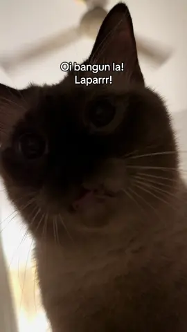 Alarm clock tepat 6am. Pagi dah menekan-nekan.  #catsoftiktok #kucingtiktok #goodmeowning #kucing #kucinglucu 