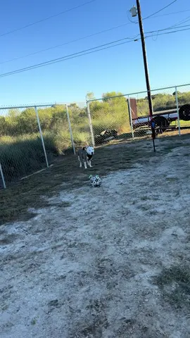 #staffordshirebullterrier #pittiesoftiktok #pitbull ##apbt #frisbeedogs 