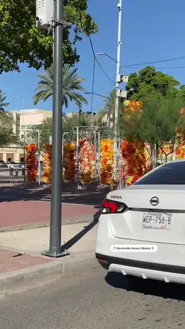 Que bonito estan preparando para el día de Muertos en #hermosillo   #recuerdame 