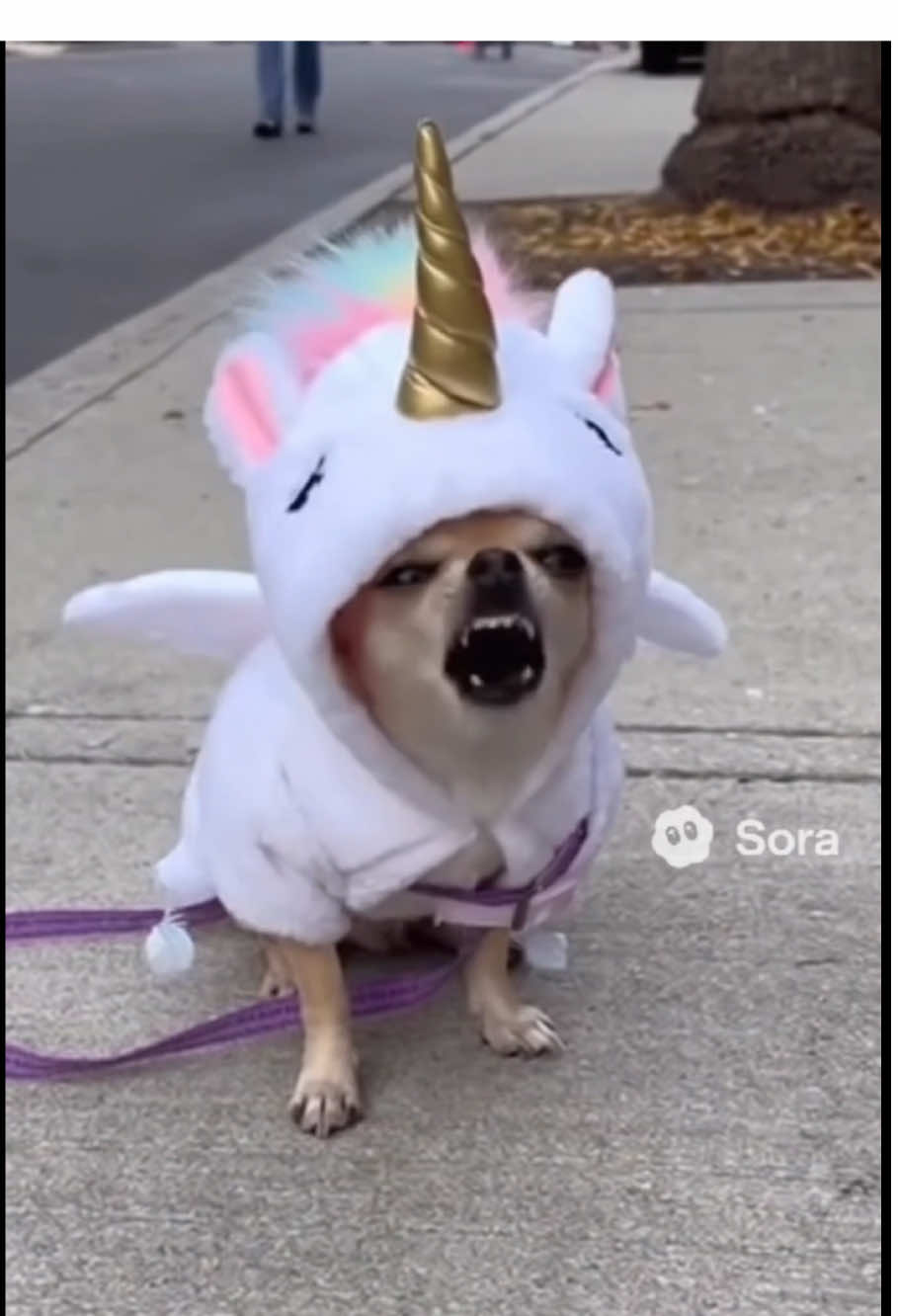#funnypets #fyp #chihuahua #germansheperd #unicornio 