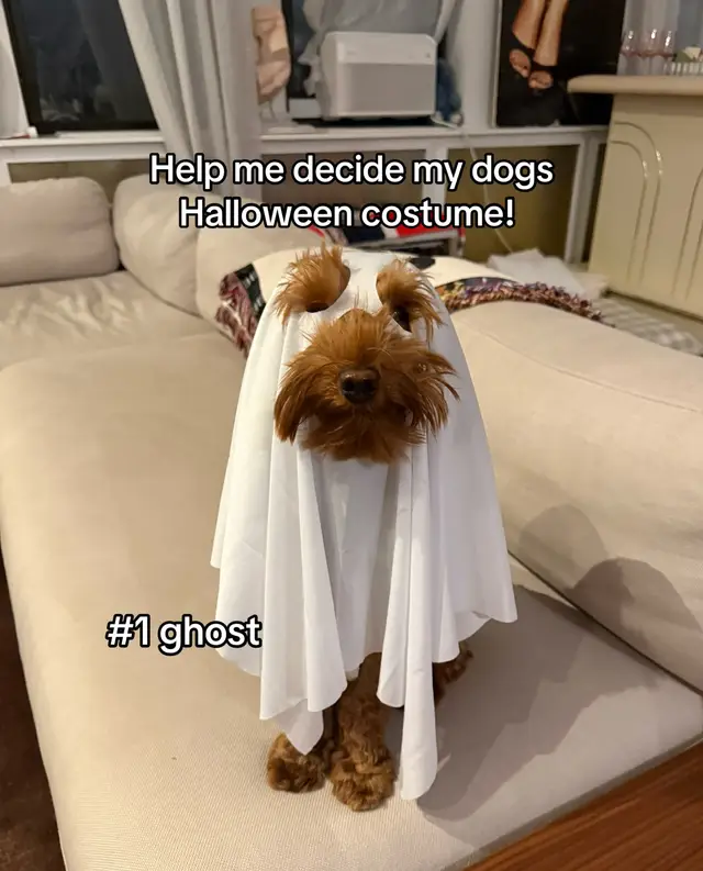 They are both so cute 😭 #dogsoftiktok #halloweencostume 