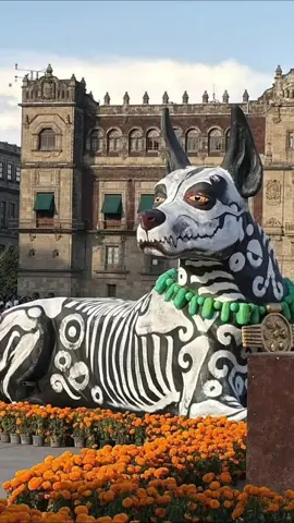 El Zócalo de la Ciudad de México se pintan de flores muchos colores por este día de muertos, no te pierdas de ésta experiencia 🏵️🧡 (créditos al autor) #paratiiiiiiiiiiiiiiiiiiiiiiiiiiiiiii #diademuertos #CDMX #octubre #cempasuchil 