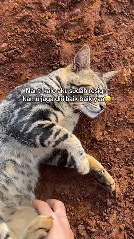 #foryoupage #kuliboy🤙😜🚀 #kucinglucu 