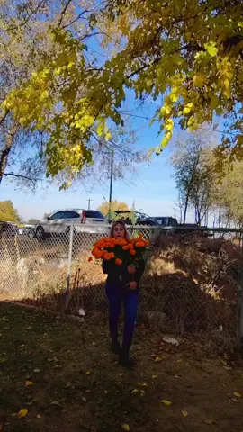 #diademuertos #mexico🇲🇽 #cempasúchil 