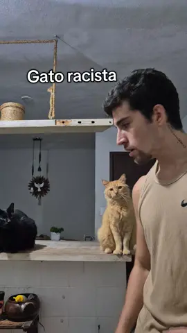 tadinha. #fyppppppppppppppppppppppp  #gatos  #fyp  #gato #gatostiktok 