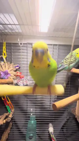 EVERYDAY IM SHUFFLING 🦜🔥✌️ #fyp #parakeet #budgie #viral #blowup 