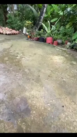bột tẩy rong rêu trên nền sân xi măng làm sạch ngay vết rong rêu trên nền không cần phải chà rửa mất nhiều thời gian. link sp dưới màn hình #CapCut  #bottayrongreu  #tiepthilienkettiktokshop  #muasamcungtiktok  @Nhi Em 