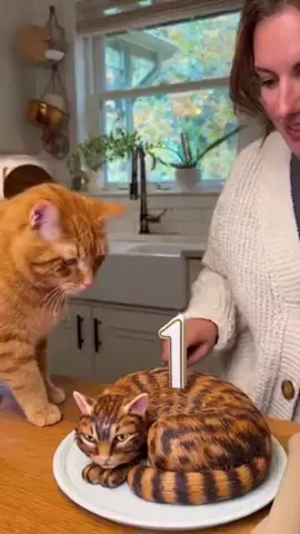 Cutting a Cat Cake Gone Wrong! 🍰😱 The Real Cat Freaks Out Big Time! | “Calma, é só bolo!”