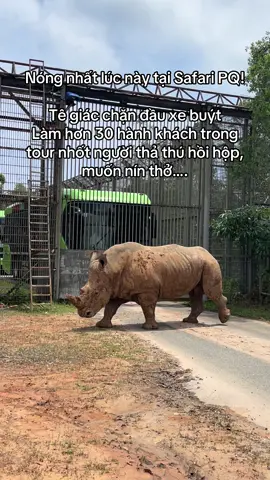 Trải nghiệm tour nhốt người thả thú tại vinpearl safari Phú Quốc #GreenCreator #dulich #VinWonders #nhotnguoithathu #vinpearlsafariphuquoc 