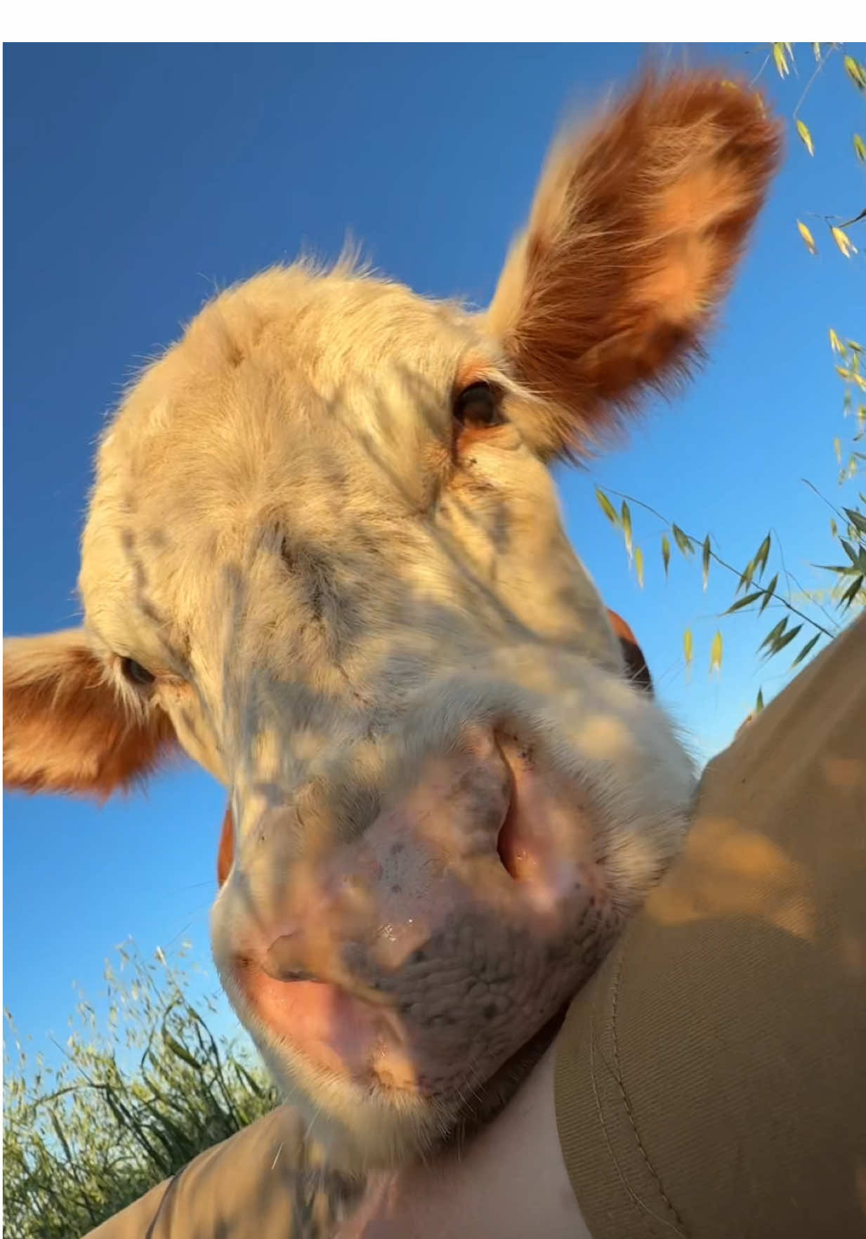 🐂OLGUI ¿Es Celosa? 🤔Claro que SÍ! ¿Adivinen de quién es la culpa? Obvio que mía 😂 👉No tiene problemas en pararse de manos con tal de que la cepille solo a ella 🐂🥊 🥰Y bueno, uno le da todas las mañas a las bendiciones, el tema es que se ponen demasiado grandes y nosotros muy viejos 👴🏻 Buenas semana familia! Les mandamos cariños desde Los Tres Pozos (Córdoba) ☺️💪🏻