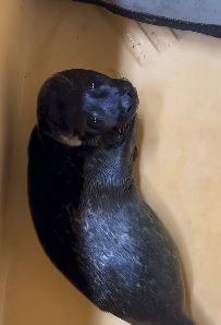 Indigo getting a quick suckle in before his snooze 💤