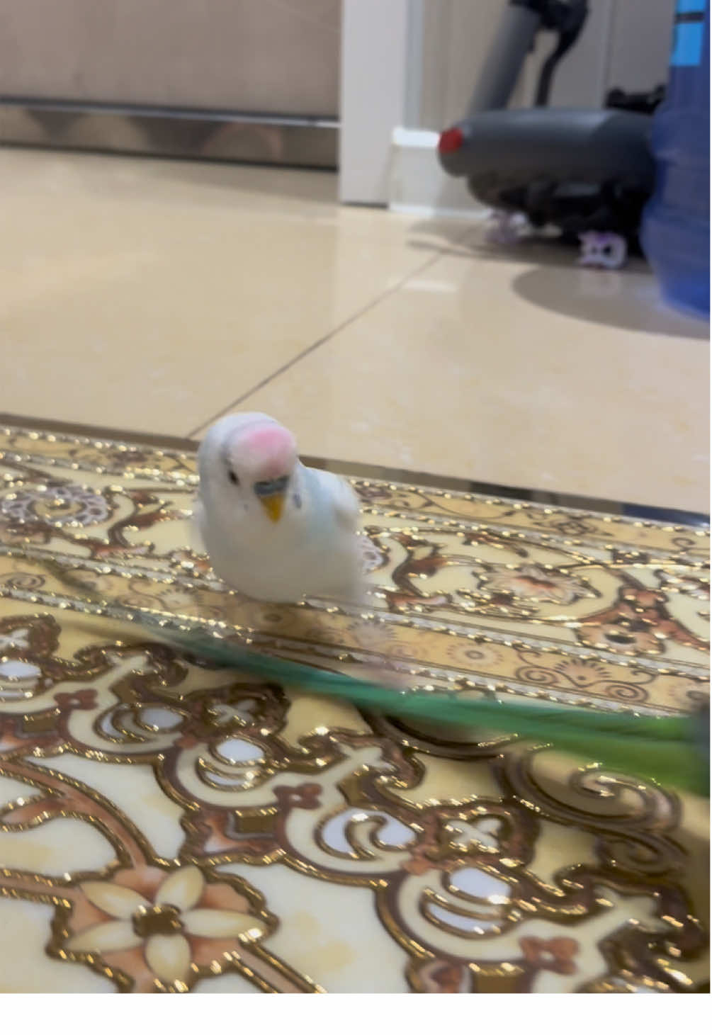 #рек #попугайчик #инверсиячеллендж 