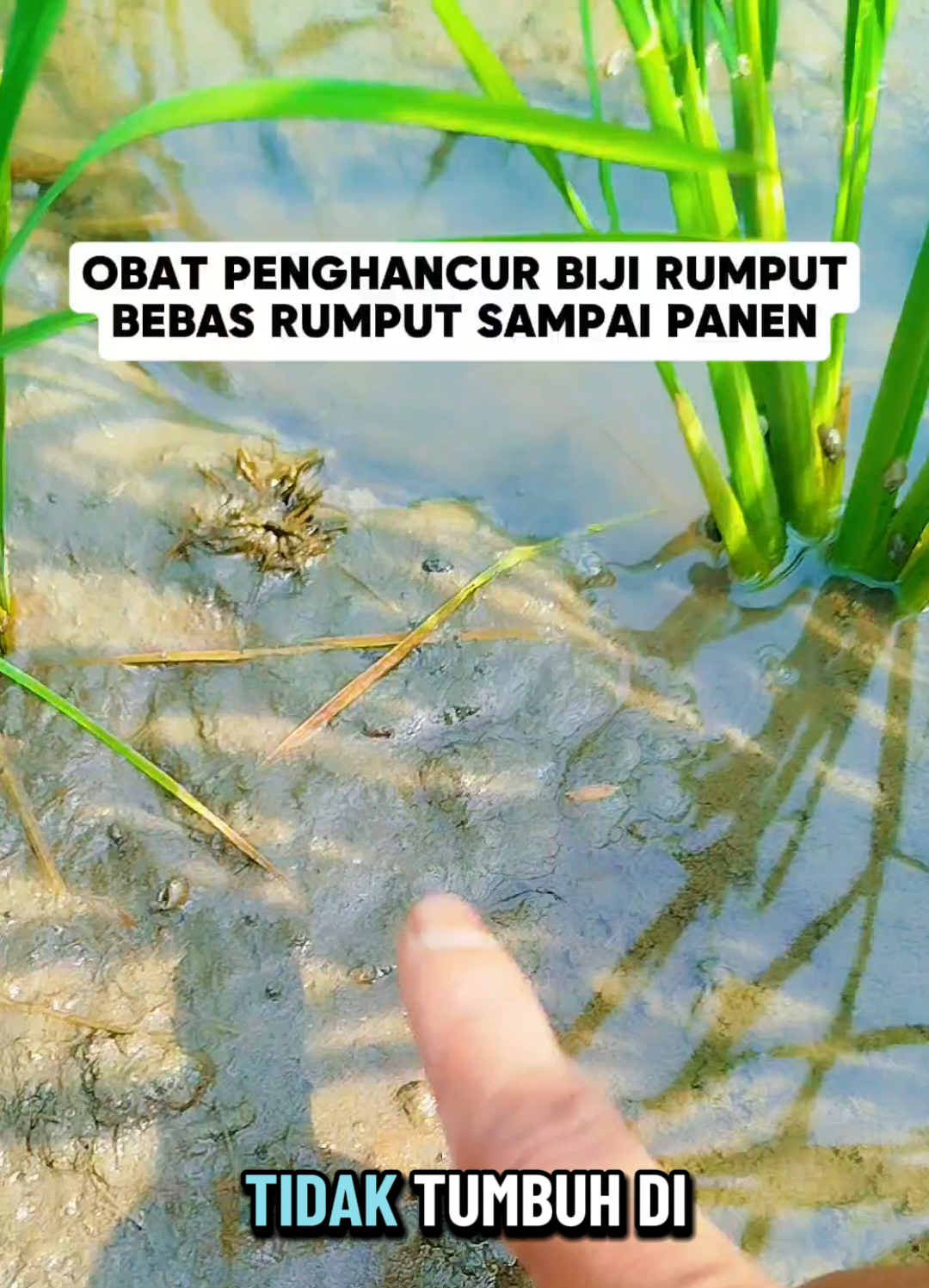 Eros Gold adalah herbisida sistemik dan selektif berbentuk butiran yang digunakan untuk mengendalikan gulma (termasuk biji gulma) pada tanaman padi sawah. Cara kerjanya adalah dengan menyerap melalui akar dan daun gulma untuk membunuh gulma berdaun lebar dan sempit tanpa merusak tanaman padi. Deskripsi Eros Gold  Tipe: Herbisida sistemik dan selektif pra-tumbuh. Bentuk: Butiran yang dapat didispersikan dalam air (0,75/30 DF atau 0,75/30 WG). Bahan Aktif: Pirazosulfuron etil 0,75% Pretilaklor 30% Fungsi: Mengendalikan biji gulma dan gulma yang sudah tumbuh. Efektif untuk gulma berdaun lebar, berdaun sempit, dan teki-tekian. Cara Kerja: Sistemik, artinya dapat diserap melalui akar dan daun, kemudian disebarkan ke seluruh bagian tanaman gulma untuk membunuhnya. Keunggulan: 1. Aman untuk tanaman padi karena bersifat selektif. 2. Satu kali aplikasi bisa melindungi gulma hingga masa panen. 3. Tidak merusak tanaman padi.  #obatpembekubiji #herbibisisapratumbuh #herbisidaselektifpadi #lumagro #creatorsearchinsights 