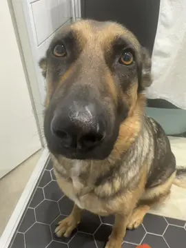 Dog #fyp #viral #xyzbca #blowthisup #viralvideo 