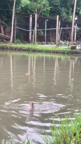 ikan tidak butuh umpan, ikan butuh zat besi🤪 #fyppppppppppppppppppppppp #mancing #patin #liburan #peletlotus @pradanafishing @Pradana fishing 