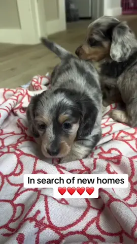 #dachshund #minidachshund #minidachshundpuppy #dachshundsoftiktok #puppy #dog #fyp #dachshundaddict #puppiesoftiktok #PetsOfTikTok #dachshundlife #minidogs #viral #pet #dachshundlove #dachshundpuppies #puppieslover #puppytiktok 