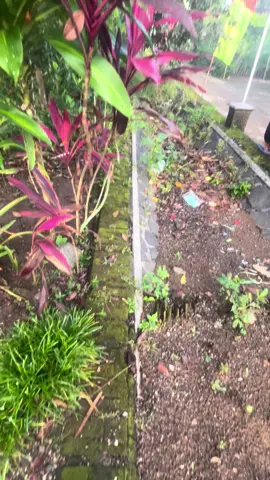 Mung CAH NDESO. bali ne setahun pisan #fy #fypage 