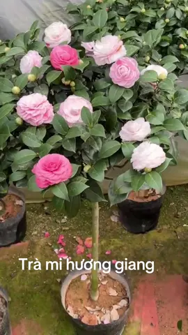 Trồng hoa thui cả nhà ơi ib @964751324
