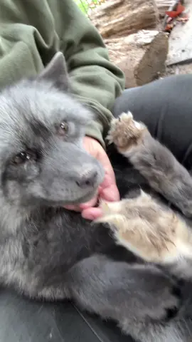 Wila is a very dangerous animal. A wild animal. A predator.