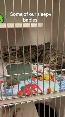 #wcjcanimalshelter #rescue #easttennessee #animalshelter #animalsoftiktok #johnsoncitytn #sheltercats 