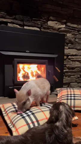 Almost time for some cozy fire content with pickle & goose 🔥 #fyp #cuteanimals 