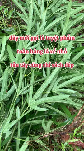 #bothantrangduong #thaoduocthiennhien #rehoangkynam 
