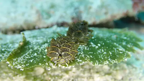 The moment the Costasiella kuroshimae blooms, it heals the whole world.🌼🪸 Two tiger-patterned Costasiella kuroshimae with lush 