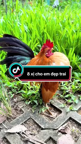 Serrama dáng đẹp lúa mềm  #gà #gatre #trending #gakieng #xuhuong 