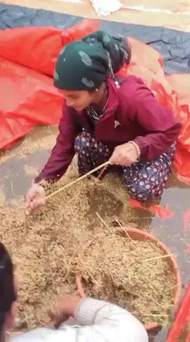 कठै बरा अहिलेको धान खेती सियार्ने बेलामा @Nanu Bhandari❤️‍🩹🫀🥀💐 @Laxmi bhandari 