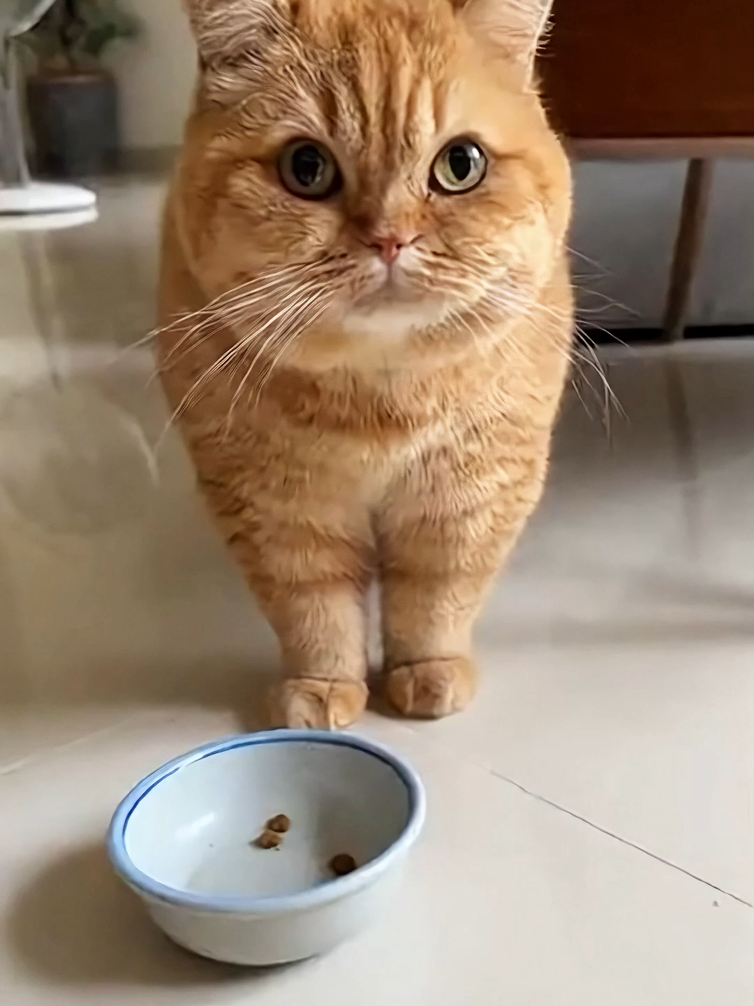 YANG SABAR YA MENG 😿 #fyp #kucinglucu #kucingtiktok #kucingviral #catsoftiktok #catstory #catlover #catsvideo #viralditiktok