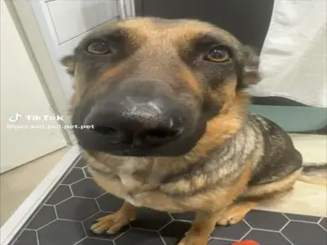 Dog.whining #lobotomy #sfx #dogwhining #noticing #ok why this dog. Before yall start frying my ass YES everything in this edit is a pf I just made it for fun @.whokuraaa @IDK⚛️ @Gurt 