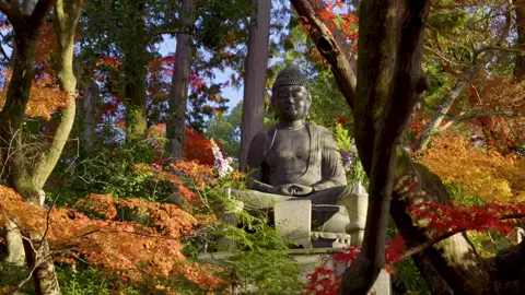 Tâm an nhiên #nhenhang #binhyen #phatphap #annhien #autumn 