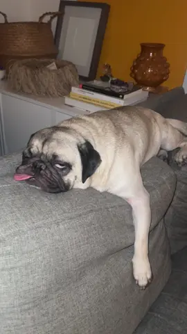 #pug 