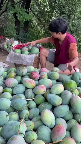 BAJA KHAS UNTUK POKOK MANGGA, TIDAK PERLU TABUR BANYAK TETAPI KERAP, PASTIKAN TANAH LEMBAB.  #mangga #baja #pertanian #gengkebun #bajamangga 