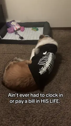 #farfetchedsystem #roughcollie #sdit 