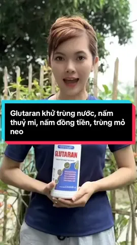Glutaran khử trùng nước, nấm thuỷ mi, trùng mỏ neo, nấm đồng tiền #nuoitomcongnghecao #thuysan365 #nuoiech #nuoitom #xuhuongtiktok 