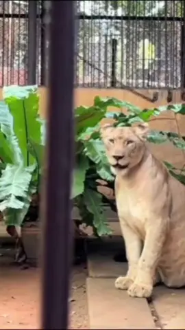 อาทิตย์หน้าพ่อก็มาหาหนูแล้วนะลูก อดทนสู้ๆนะน้องมเหสี ทุกคนรักหนูนะคะ✌️❤️❤️#น้องมเหสี #สัตว์อสูร #สวนสัตว์บึงฉวาก #สิงโต 