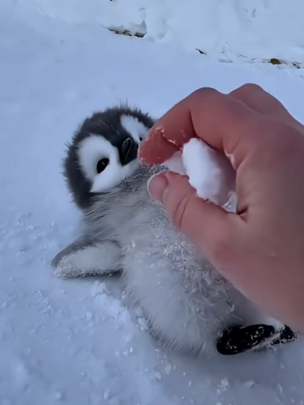 Cute baby penguin lying on ice #penguin  #fluffy #cutebaby #foryoupage #petting 