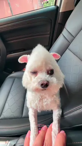 The strange shape of the dog🤣🤣#tiktok #foryou #fyp #dog #doglover 