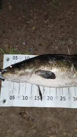 Tararira Tornasol #pescadeportiva #pescaesportiva #tarariras #paratiiiiiiiiiiiiiiiiiiiiiiiiiiiiiii #fyp 