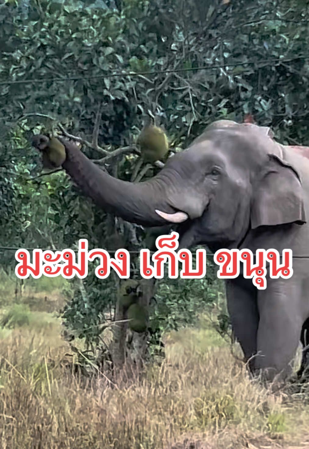 กินจุนะ #พลายมะม่วง #ช้าง #ช้างป่า 