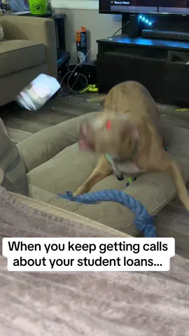 For the funniest part, watch until the end lol #dogmom #fyp #funnydogvideos #dogsoftiktok #petparents 💕💕💕😂